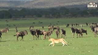 Multitude Of Wildebeest Attract Young Lions | Iconic Africa