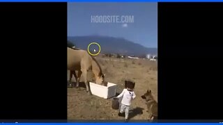 Child Attacked By Horse - Horse Did Nothing Wrong - Child Parents Failed To Protect Child