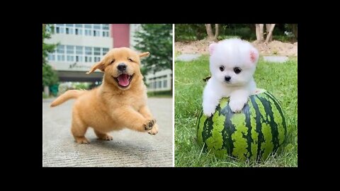 🤣Funny Dog Videos 2022🤣 🐶 It's time to LAUGH with Dog's life