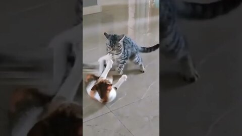 Cat fighting cute video #shorts #cat
