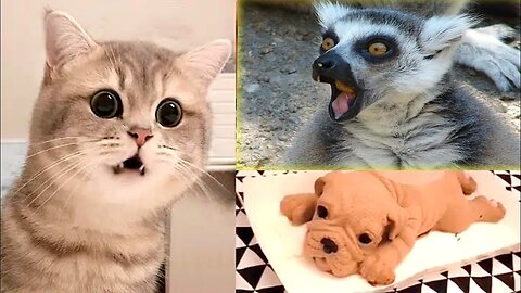 Funny Animal Videos Compilation- Cute cats