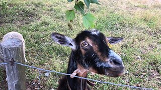 An alpha goat eating chestnut tree leaves