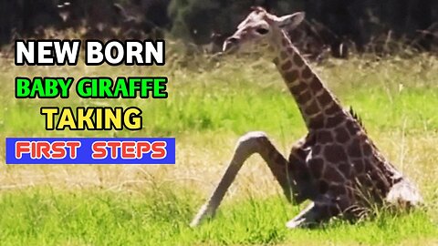 New Born Baby Giraffe Tries To Stand And Takes His First Steps.