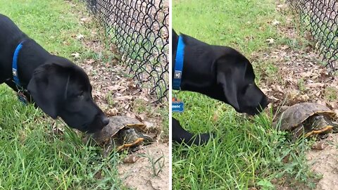 Dog's Precious First Encounter With A Wild Turtle
