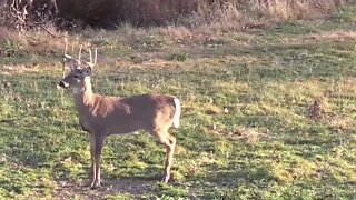 Making Magic with Mock Scrapes | Land of Whitetail