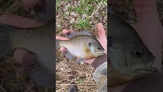 Nice Pond Bluegill #shorts