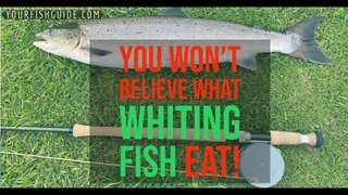 What Are The Feeding Habits Of A Whiting Fish: EVERYTHING You Need To Know About Whiting Fish