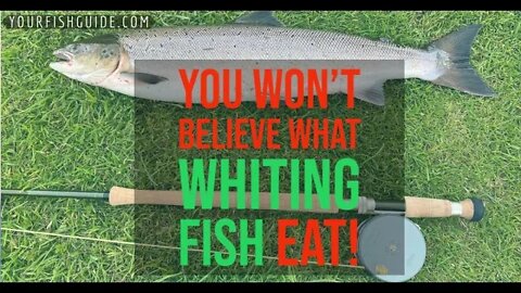 What Are The Feeding Habits Of A Whiting Fish: EVERYTHING You Need To Know About Whiting Fish