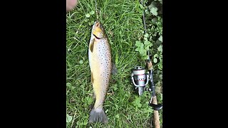 Brown Trout & Dorado lures