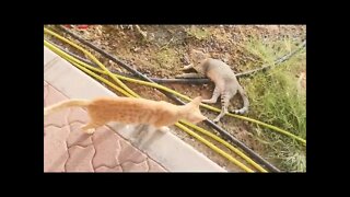 Funny Kittens Fighting - Real Cat Fight - Morning Vlog🐈💪🐈 @Cat Lovers Planet