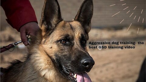 Aggressive dog training- the best GSD training video