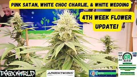 PSGX Pink Satan, White Choc Charlie, & Ethos White Wedding 4th Week Flower Medical Cannabis Update!