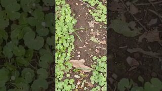 Leaf-cutter Ants in Costa Rica