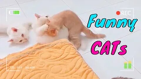 These Cats So Naughty But They Are So Cute | Happy Cats