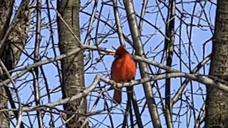 Another fluffy male Cardinal