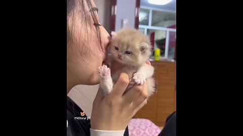 Cute little baby cat 🥰😍