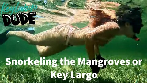 Snorkeling Key Largo The Mangroves reefs of The Florida Keys in 2022 4K Underwater Video