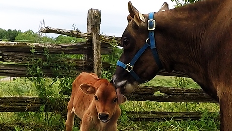 Newborn calf gets a little love from her mom