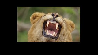 Amazing African wild life video 📷 in 8k Full HDR