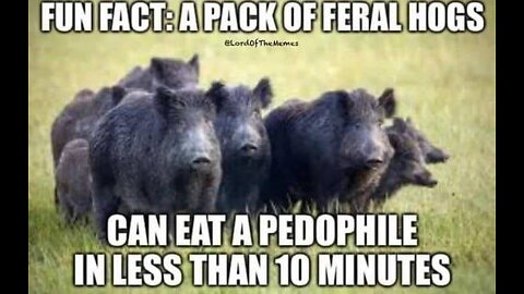 #709 FUN FACT: A PACK OF FERAL HOGS LIVE FROM PROC 09.28.23