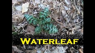 WIld Plants: Waterleaf
