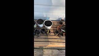Plant Growth Update