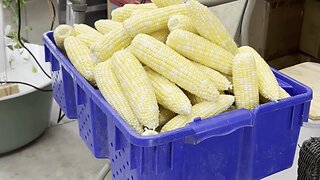 Our 2023 Bi-Color Sweet Corn Being Processed for the Freezer.