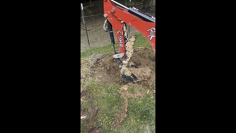 Digging Hole For Japanese Maple