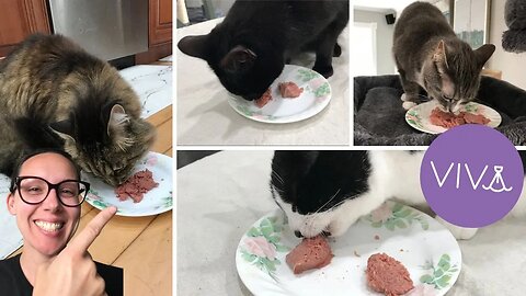Mom's 4 cats test NEW Viva Raw