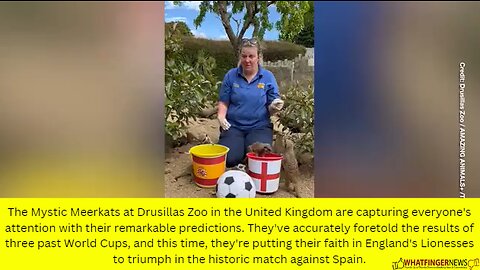 The Mystic Meerkats at Drusillas Zoo in the United Kingdom are capturing everyone's attention