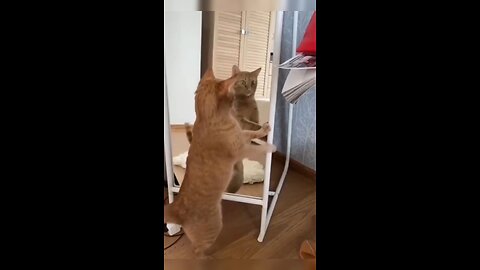 Funny cat videos compilation | funny cat videos funnycats #catlovers #catvideos #cats