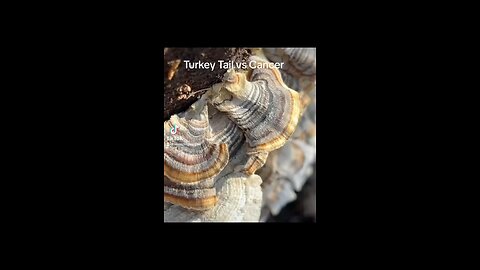 Turkey Tail vs Cancer