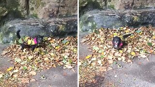 Excited Pup Loves Playing In Pile Of Leaves