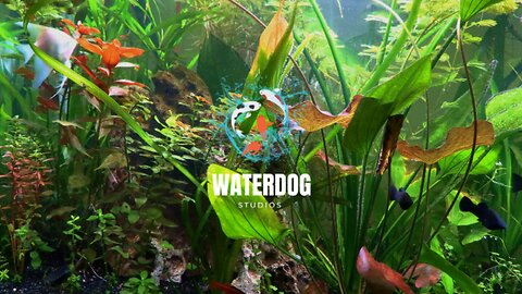 Relax From Your Week - Live Aquarium and Lofi!