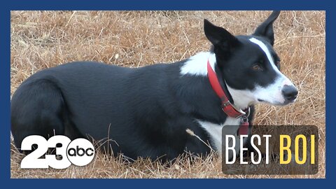 Bakersfield border collie named California Farm Bureau Dog of the Year