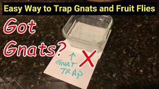 Easy Way to Trap Gnats and Fruit Flies ● Vinegar Trick ✅