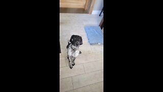 special dog trick!