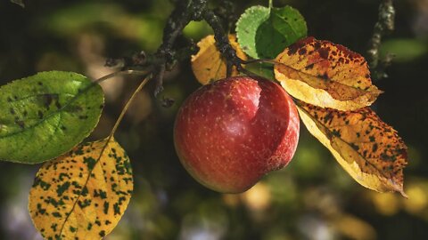 How To Spray Your Cold Hardy Fruit Trees | Works On Apples, Pears, Peaches, Cherries, PawPaws, Etc…