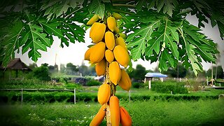 Today is papaya day - harvesting papaya Fruits