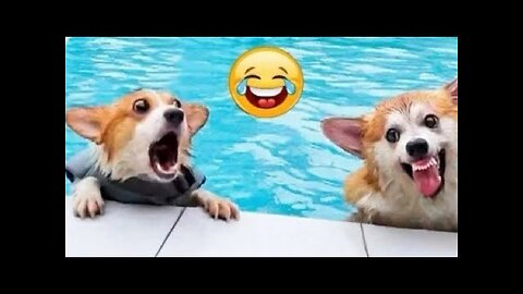 Try Not Laugh😂Funniest Cats🐈 And Dogs 2023🐶