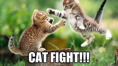 Epic Cat Fights