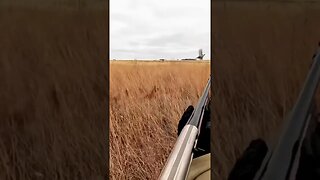 Golden Retriever ALMOST caught a Wild Pheasant!!! 👀👀 #goldenretriever #birddog #pheasanthunting