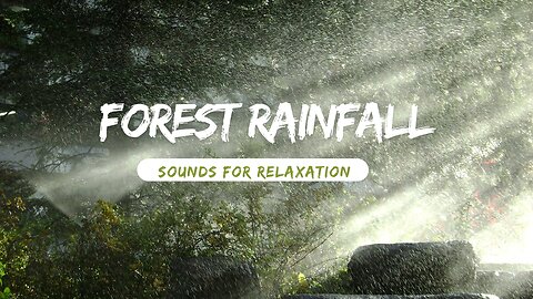Forest Rainfall: Nature's Sound for Relaxation and Meditation