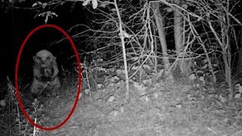Goblin Caught on Camera #fyp #LearnOnTikTok #mystery #scary #goblin