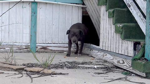 This pregnant Pit Bull was not alone under this abandoned school!!