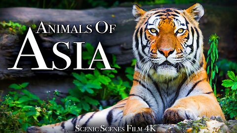 Animals of Asia 4K - Amazing Scenes of Asia Wildlife - Scenic Relaxation Film