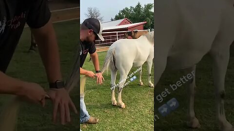 Horse leans INNNN to chiropractic adjustment!