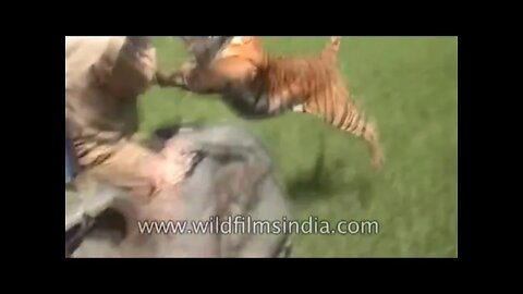 Tiger attacks man on elephant in India