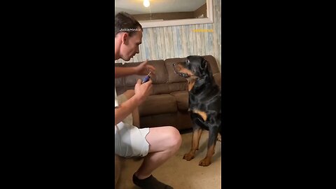 Dog's anger when his nails are cut
