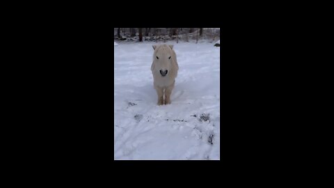 Play with me #cutehorse #horse #horsegirl #cutepet #pet